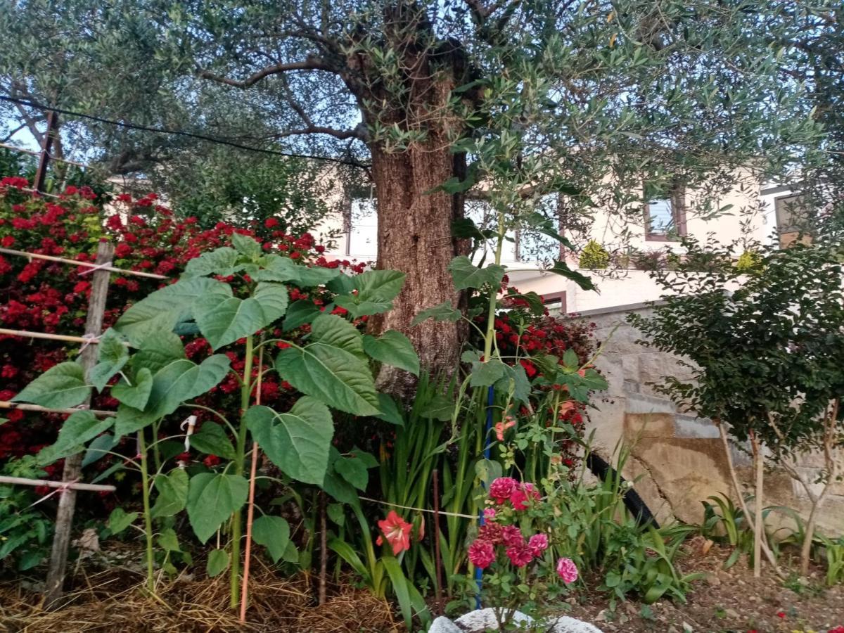 Apartmani Bosco تيفات المظهر الخارجي الصورة